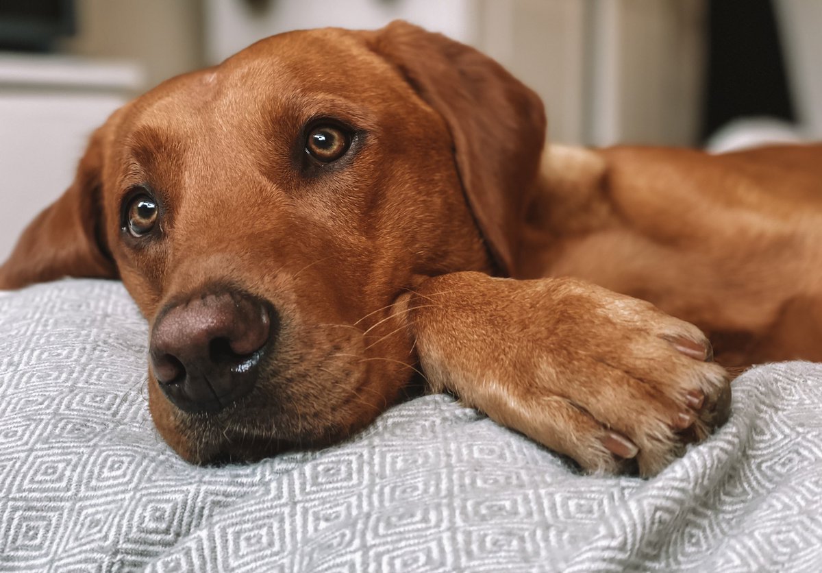 Bailey 🐾 tweet media