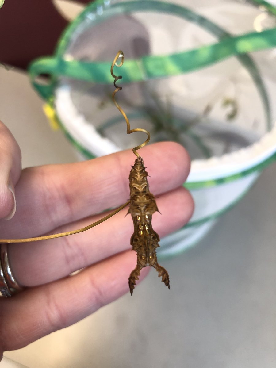 OropesaSara's tweet photo. The excitement continues… we have entered the chrysalis stage!!! @GES_bulldogs #zebralongwing https://t.co/x0IgrHiQIi