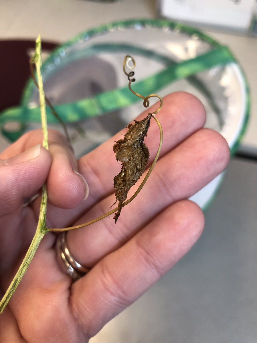 OropesaSara's tweet photo. The excitement continues… we have entered the chrysalis stage!!! @GES_bulldogs #zebralongwing https://t.co/x0IgrHiQIi