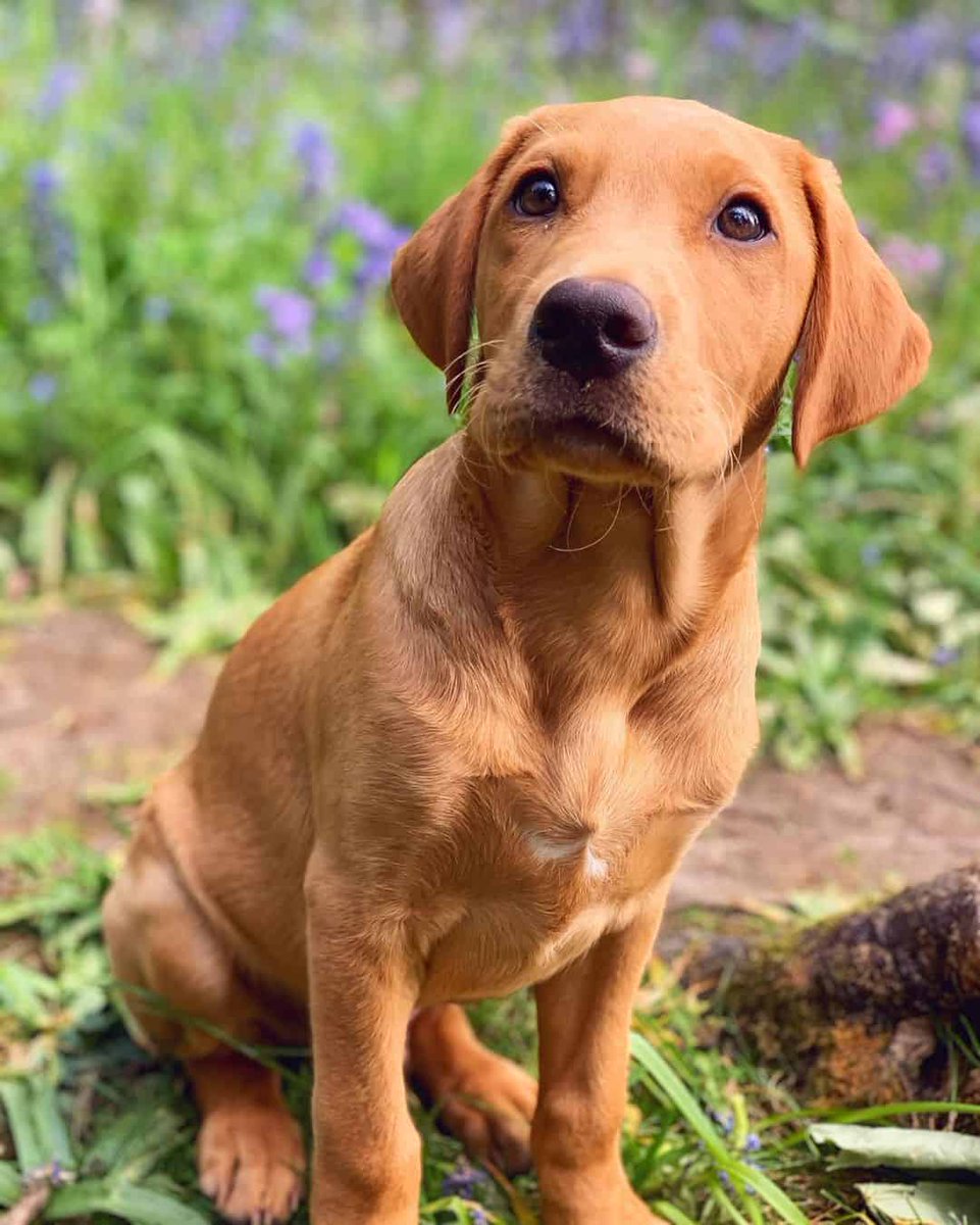 TheLabFamily's tweet photo. In love with all things spring 😍😍🌷🌷

Happy Friday 🥰

———
#labradorretriever #labrador #labs #lablove #lablover #foxreddad #foxred #foxredlabrador #foxredlablove #foxredlabsofinsta #blondelab #blondelabrador #foxredsquad #foxreds #foxredsquad #doglover #dogs #dogslife https://t.co/agTG03aghr