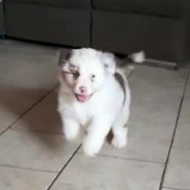 FeyraTV's tweet photo. When you can‘t wait for your puppy to move in so you play #TheSims4 to distract yourself 

(or not) 😇 https://t.co/ZDBN17nrwq