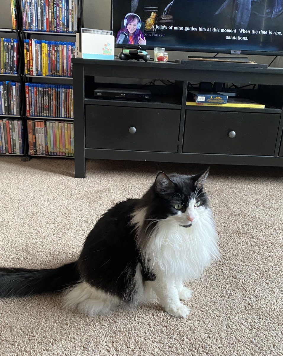 ElfishRogue's tweet photo. When my cat mimics @icklenellierose 🤣🐱 https://t.co/Y0nb8fEQdN