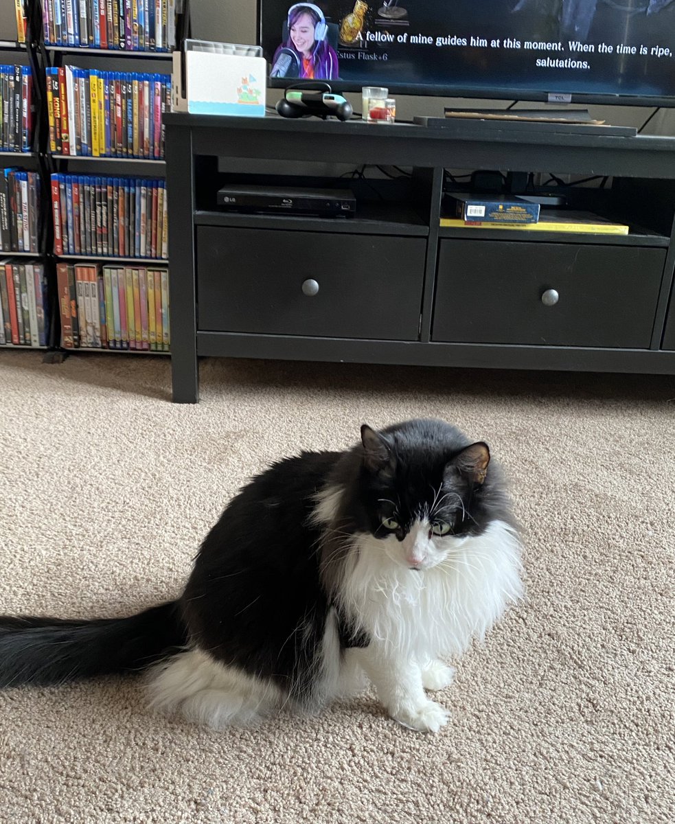 ElfishRogue's tweet photo. When my cat mimics @icklenellierose 🤣🐱 https://t.co/Y0nb8fEQdN