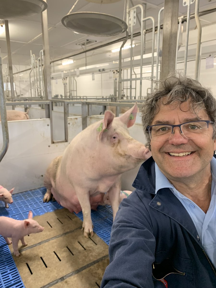 Pigspec's tweet photo. Selfie with mum day #pigs #freedomfarrowing https://t.co/FAyLQ9T5Cm