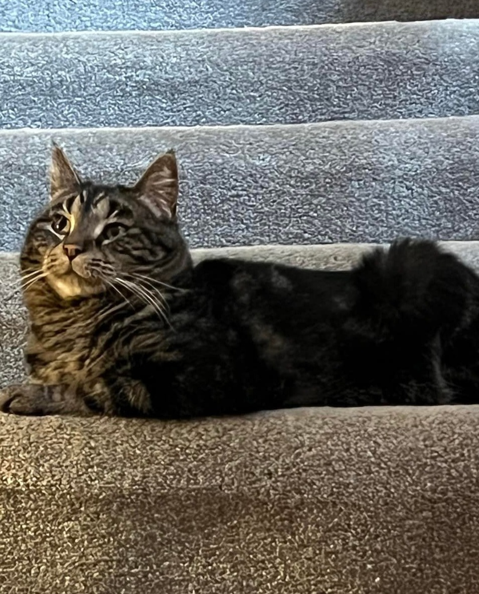 PurrfectPals's tweet photo. We 💜 this update about a #specialneedskitty w/ 3 legs, formerly Autumn Surprise: "Still working on getting her comfortable with us, but she’s at least getting more comfortable with the house 🙂 We took Thumper home on March 3rd." #foreverhomefriday #purrfectpals #everycatmatters https://t.co/NhsnGdkz5B