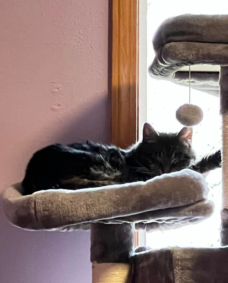 PurrfectPals's tweet photo. We 💜 this update about a #specialneedskitty w/ 3 legs, formerly Autumn Surprise: "Still working on getting her comfortable with us, but she’s at least getting more comfortable with the house 🙂 We took Thumper home on March 3rd." #foreverhomefriday #purrfectpals #everycatmatters https://t.co/NhsnGdkz5B