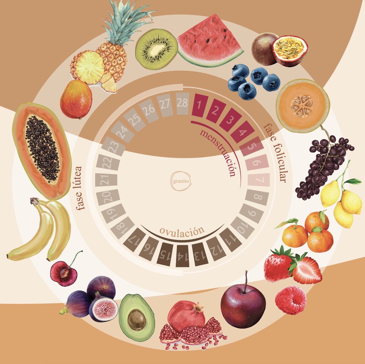 GranitoProject's tweet photo. Frutas para cada fase de tu #ciclomenstrual
#Panamá #saludfemenina https://t.co/rRzrXZhJaJ