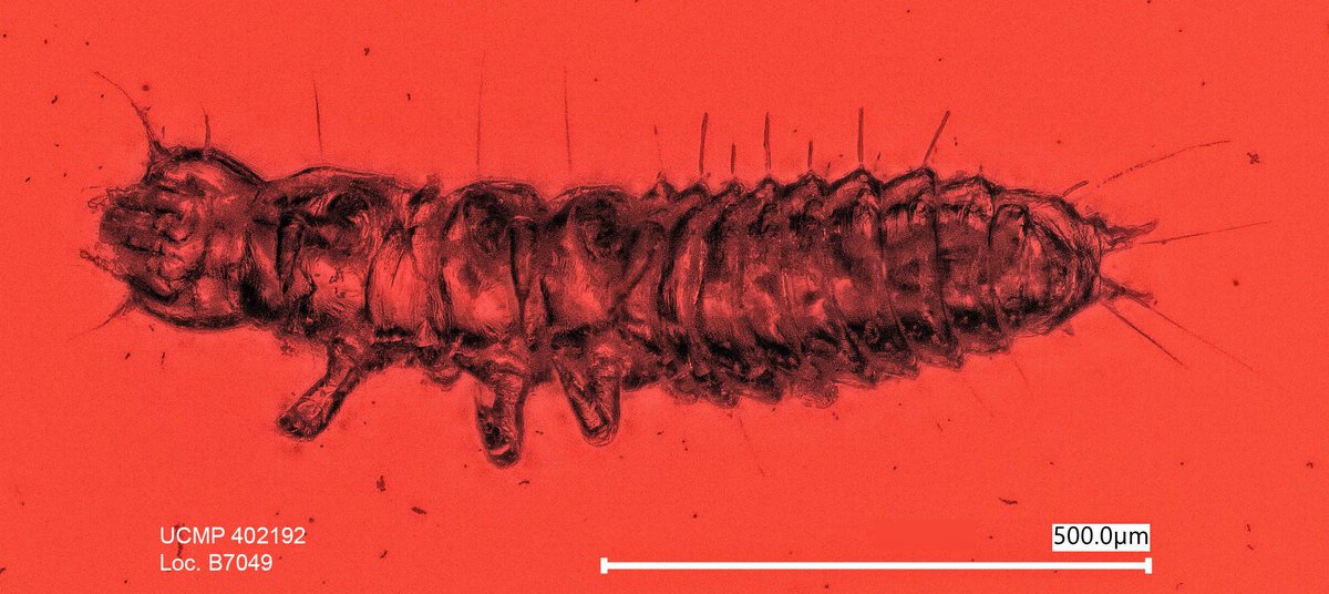 bfi_PEN_IMLS's tweet photo. Happy #FossilFriday! Amber preserves even soft-bodied organisms like this tiny beetle larva (Coleoptera) in Chiapas Mexican amber taken with the Keyence digital microscope. @ucmpberkeley #fossil #insect #digitization https://t.co/gprdsyqbGG