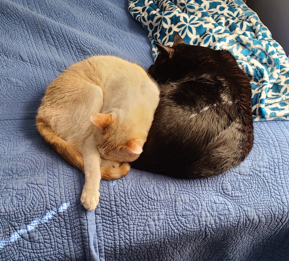 WickedKaly's tweet photo. @Sabrina45X You summoned the cat...people.
My contribution; Chloe &amp; Binx. https://t.co/rVDXlSqtMV