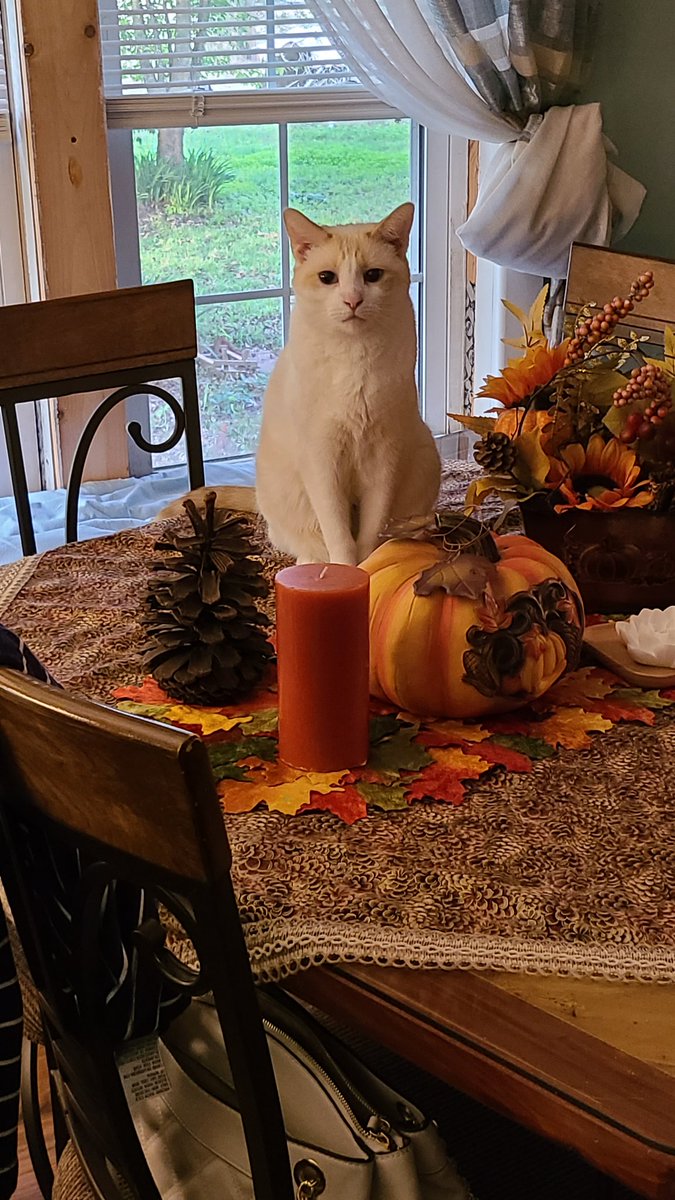WickedKaly's tweet photo. @Sabrina45X You summoned the cat...people.
My contribution; Chloe &amp; Binx. https://t.co/rVDXlSqtMV