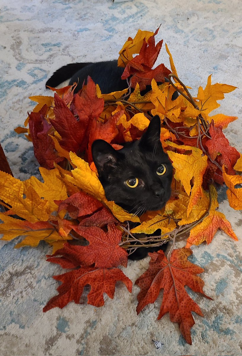 WickedKaly's tweet photo. @Sabrina45X You summoned the cat...people.
My contribution; Chloe &amp; Binx. https://t.co/rVDXlSqtMV