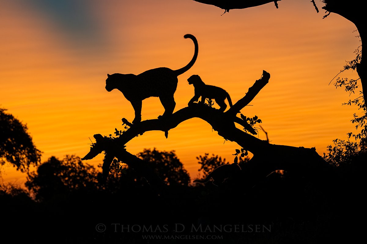 Silhouetted against a colorful sunset, a leopard scans the Botswana wilderness for prey as her two cubs try to entice her to play. Happy Friday!