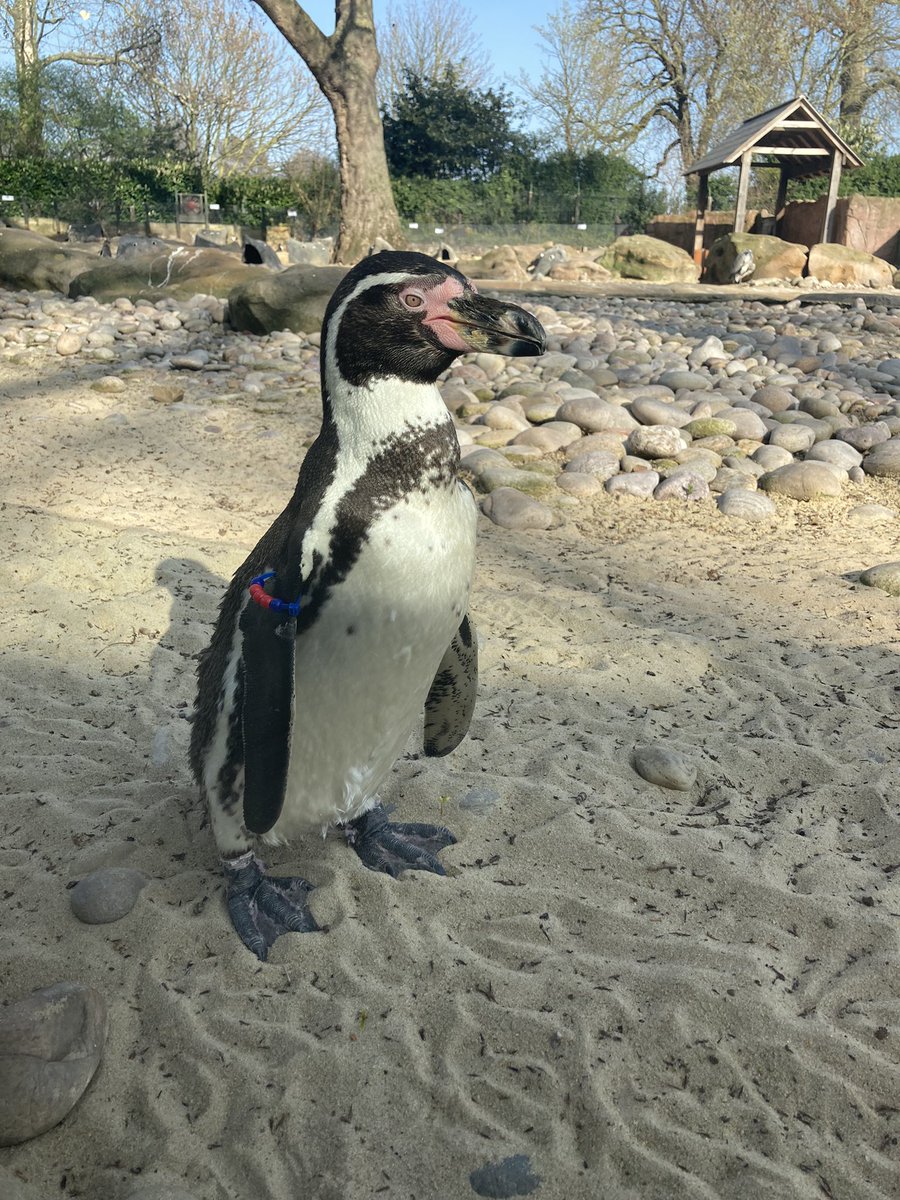 A little different to my usual tweets….As well as my inquest work I also volunteer <a href="/zsllondonzoo/">London Zoo</a>! We’re currently recruiting for new volunteers- …lunteeringopportunities-zsl.icims.com/jobs/2908/visi…