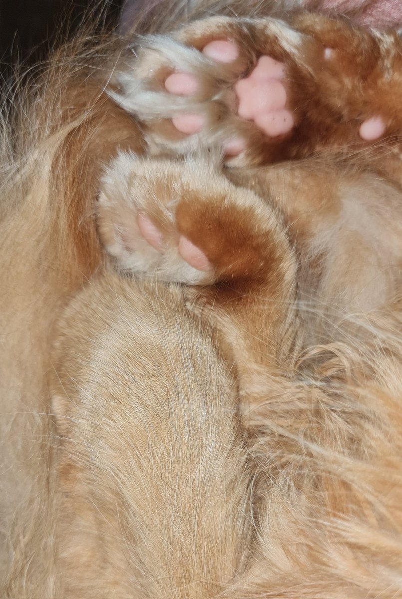 Mrsloooser's tweet image. 🐾