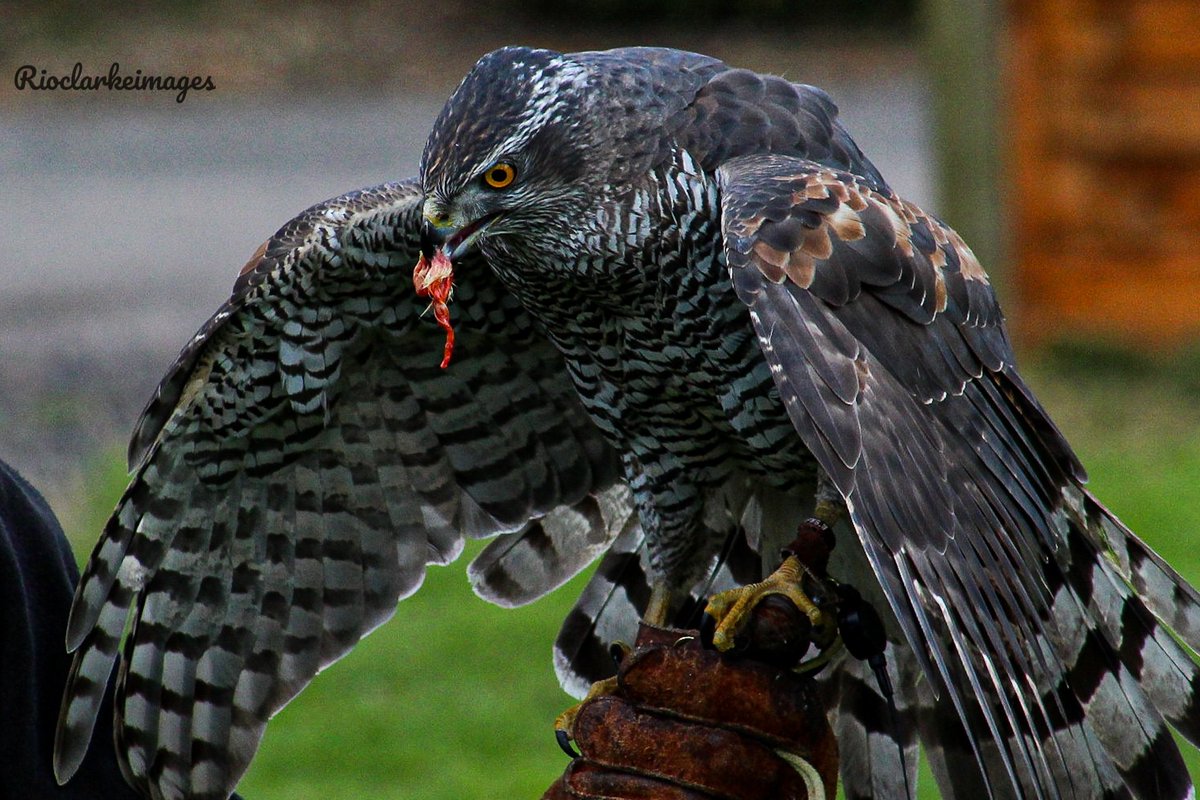 rioclarkeimages's tweet photo. Native Goshawk at Baytree flying display today.
#nativegoshawk #baytree #birdofprey #bird #wild #owl #Wildlife #photography #birdphotography #canonuk #canonphotography #canon700d https://t.co/F14m6IEqNM