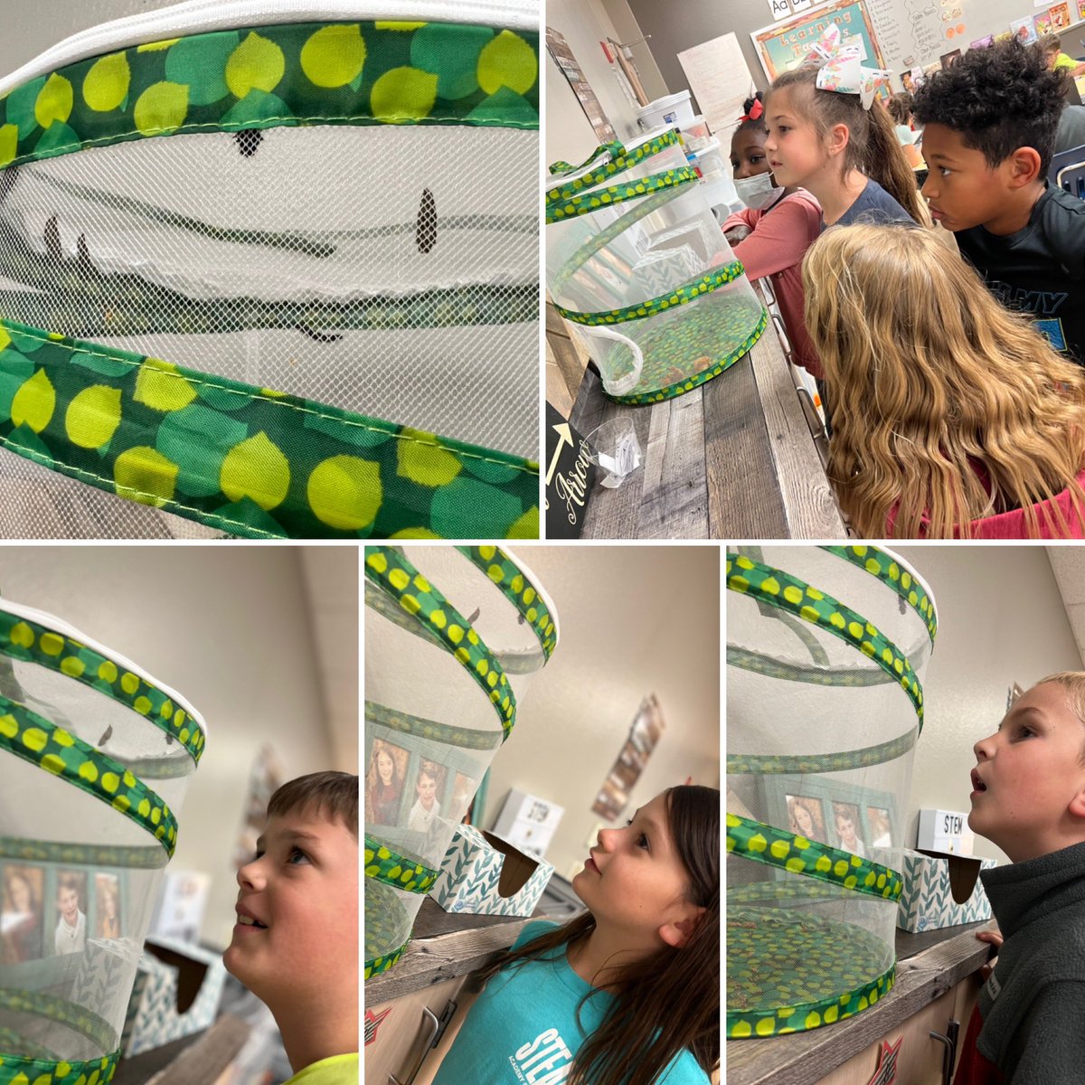 BoatwrightMissi's tweet photo. There’s a lot of growing in room 114, and it’s not just the kids! Our caterpillars formed their chrysalis’ this week, and well, it’s pretty cool. #STEAMatStribling #BoatCrew22 https://t.co/e8HGt1nWdO
