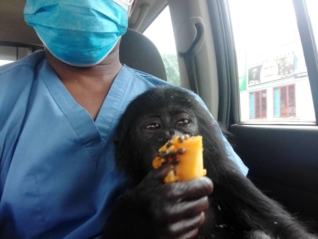 Lola_ya_Bonobo's tweet photo. Rescue update! 🌟

Dr. Jonas went to get our new rescue, and her rehabilitation has begun at Lola ya Bonobo sanctuary. This sweet girl was named Owila. 

Owila arrived dehydrated &amp; malnourished, weighing only 3kg (6.6 lbs.) She has sores on the bottom of her feet. 

#bonobos #RDC https://t.co/YHpCxjaV7B