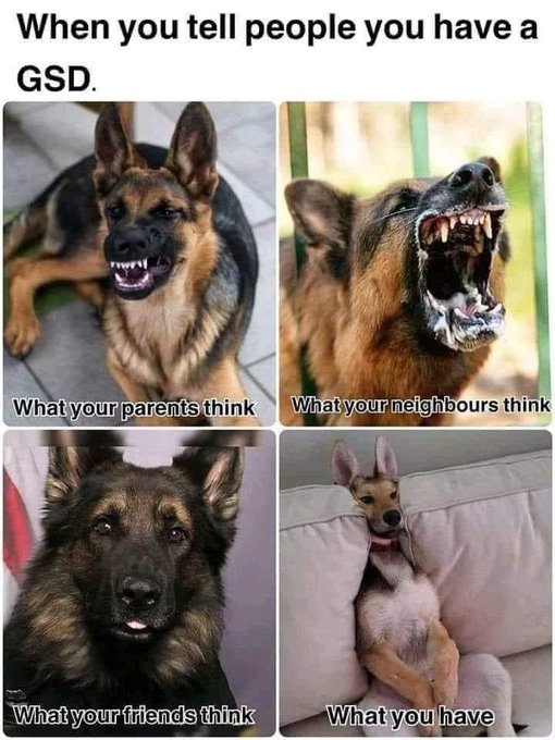 So true😂 #gsd #dogsoftwitter https://t.co/7fVfo2t4lx<a href="/tag/gsd"class="tags">#gsd</a><a href="/tag/dogsoftwitter"class="tags">#dogsoftwitter</a>