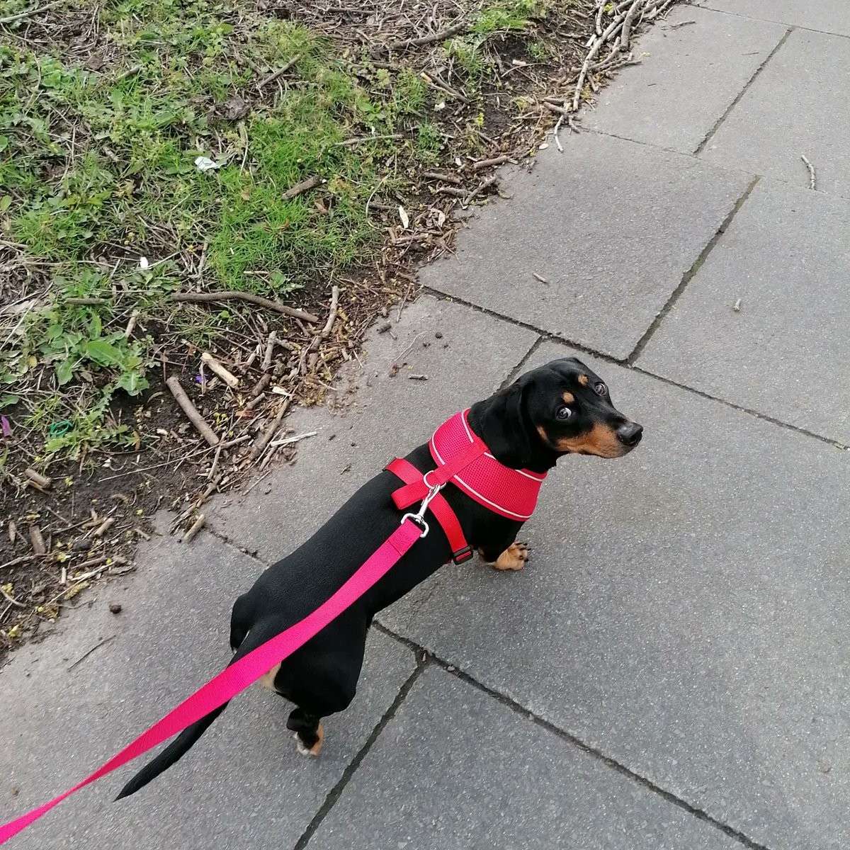wendymurphymufc's tweet photo. Matching red for myself and Oreo ❤️❤️for our walk❤️❤️ hot x bun and chick making at school and well done certificates equals a good Friday 🐥📜 #friday #whatwedid #themurphys https://t.co/fckwnYHhQe