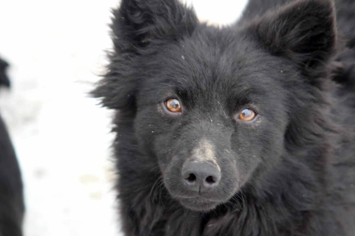 AdAstraRescue's tweet photo. Beautiful Cleo! Our Pulin girl is now ready for her new home. Cleo is outgoing, loves people, child friendly and active. Cleo will need a home where she is active and has exercise! Drop us line for all the Cleo goss! #adoptme #helpozegadogs #rescuedogs #AdoptDontShop #pulin https://t.co/oVt0iittPV