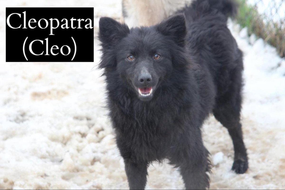 AdAstraRescue's tweet photo. Beautiful Cleo! Our Pulin girl is now ready for her new home. Cleo is outgoing, loves people, child friendly and active. Cleo will need a home where she is active and has exercise! Drop us line for all the Cleo goss! #adoptme #helpozegadogs #rescuedogs #AdoptDontShop #pulin https://t.co/oVt0iittPV