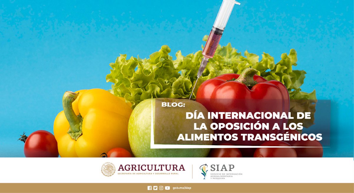 DGSIAP_Mx's tweet photo. #BlogSIAP La oposición a los alimentos transgénicos surgió en 2006, a partir de la preocupación de que su consumo constante, pudiera afectar a la salud de las personas.
Lee: https://t.co/2BtBemX9PN https://t.co/8Vtk2arq1m