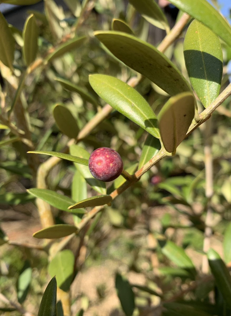 DrLucyHenshall's tweet photo. Some #happy #news 😀
Our #beautiful little tree has grown it’s first 3 #olives
🌞🫒🫒🫒🌞
#gratitude #nature #life
#Joyinthesmallthings https://t.co/Owz6sL7gQK