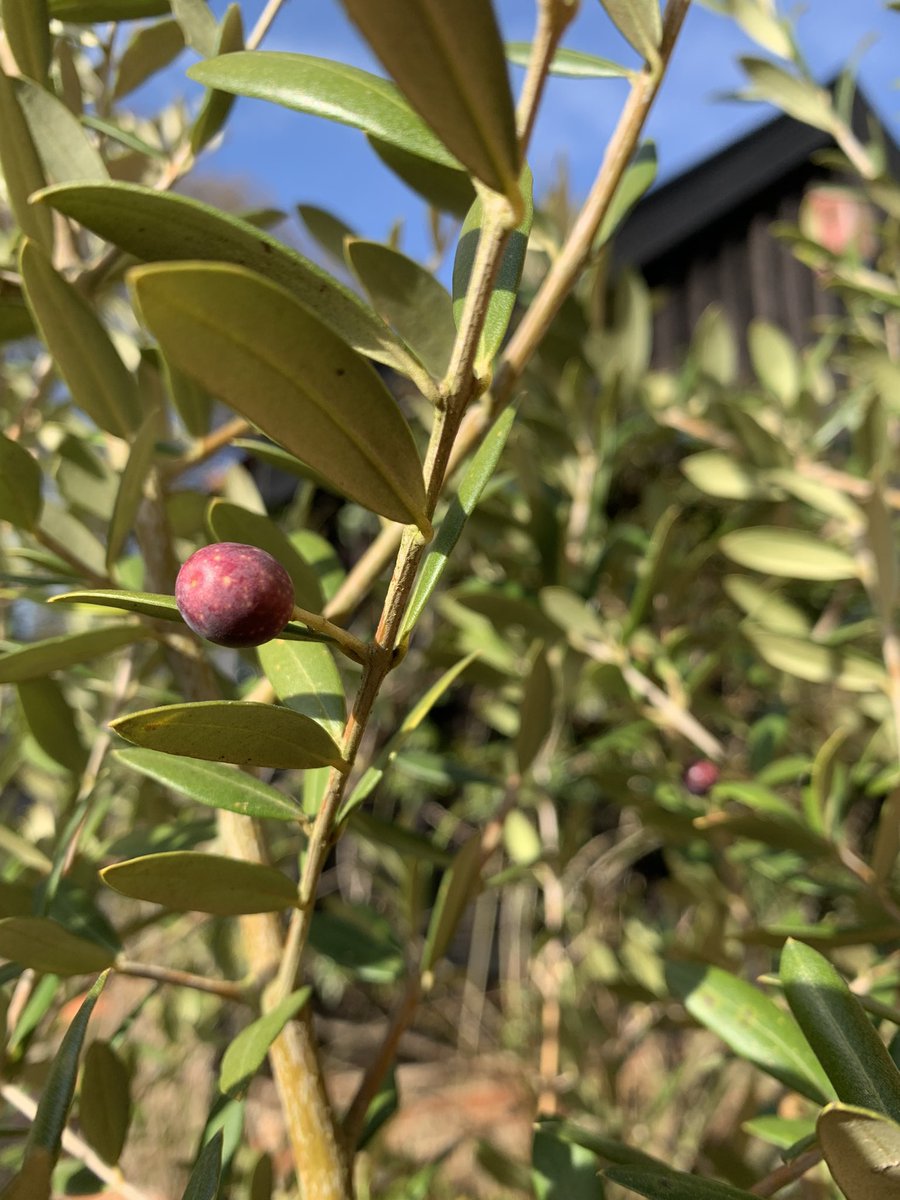 DrLucyHenshall's tweet photo. Some #happy #news 😀
Our #beautiful little tree has grown it’s first 3 #olives
🌞🫒🫒🫒🌞
#gratitude #nature #life
#Joyinthesmallthings https://t.co/Owz6sL7gQK
