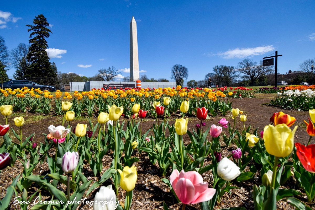 SueCromer's tweet photo. The Tulips are in full bloom at the #FloralLibrary (#TulipLibrary) in DC - at the edge of the Tidal Basin. I visited during lunch today. Beautiful! @capitalweather @Wx_Max @amelia_draper https://t.co/PU6guKEQLS
