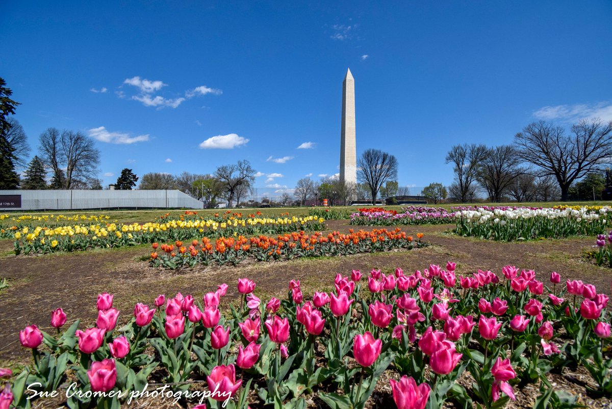 SueCromer's tweet photo. The Tulips are in full bloom at the #FloralLibrary (#TulipLibrary) in DC - at the edge of the Tidal Basin. I visited during lunch today. Beautiful! @capitalweather @Wx_Max @amelia_draper https://t.co/PU6guKEQLS