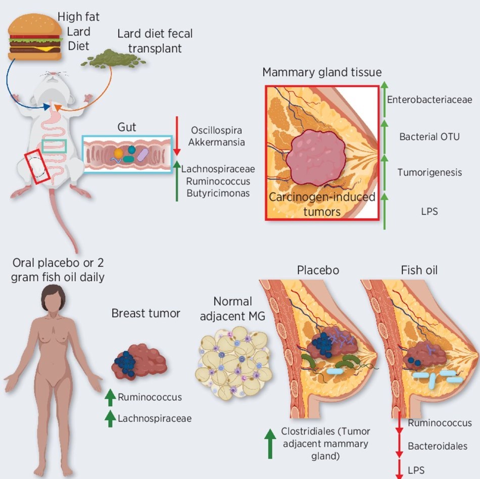 Cancer Research (@cr_aacr) on Twitter photo Interested in #Diet, #Microbiota, and Cancer #Immunotherapy at #AACR22? Read article on how the #microbiome regulates dietary effects on #breastcancer by Soto-Pantoja et al. bit.ly/3upDXIG <a href="/chibaAkiko/">Akiko Chiba, MD, FACS</a> <a href="/KLCookLab/">Katherine L. Cook</a> #microenvironment Interested in #Diet, #Microbiota, and Cancer #Immunotherapy at #AACR22? Read article on how the #microbiome regulates dietary effects on #breastcancer by Soto-Pantoja et al. bit.ly/3upDXIG <a href="/chibaAkiko/">Akiko Chiba, MD, FACS</a> <a href="/KLCookLab/">Katherine L. Cook</a> #microenvironment