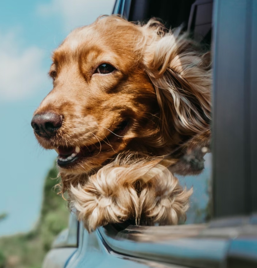 Bark__Paws's tweet photo. Why do dogs not like when you blow in their face but they LOVE sticking their head out the window while you drive? 🤔
.
.
.
#barkpaws #dogsoftennessee #tennesseedogs #knoxvilledogs #dogsofchattanooga #dogs #dogstagram #doglover #furmom #dogstyle #dogselfie #dogsrule #petsupplies https://t.co/IqUHB5npMi