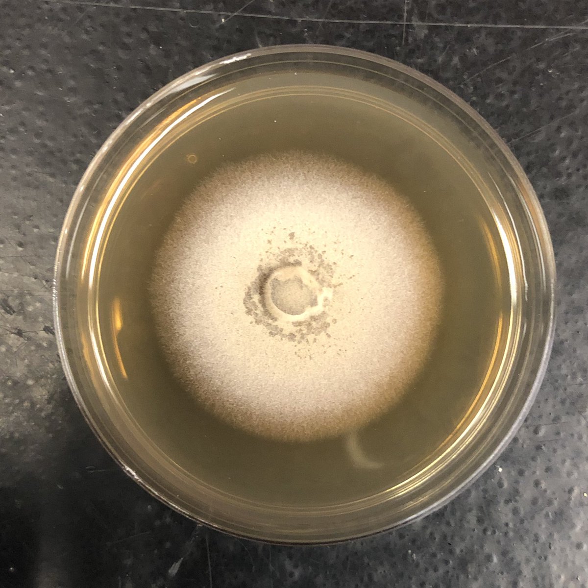 9MariaJo's tweet photo. All of this work couldn’t be done without the help and support of Dr. Andrea Porras-Alfaro, all the collaborators of this paper, previous and current members of Andrea’s lab, my family back home in Costa Rica and @Emma_ST27!
We did it! 🎉
#CienciaTica🇨🇷 https://t.co/ArltzECMvH