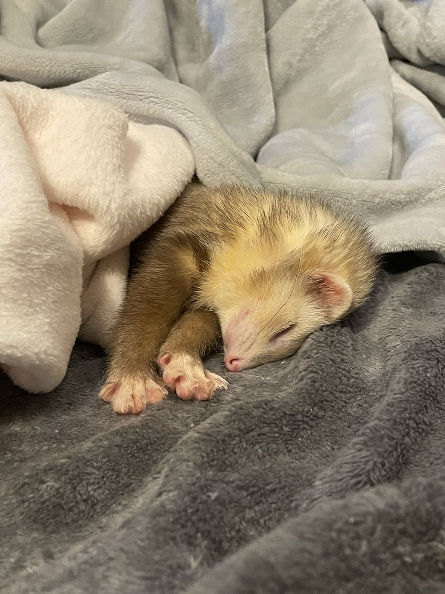 kwispitykwunch's tweet photo. @sapnap @pokimanelol This is my baby her names stinky https://t.co/USNxszDk9F