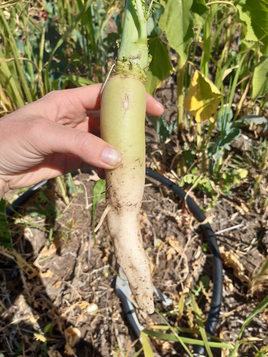 Tillage radish punching through compaction at Clunes, Vic. My thumb marks the division between the above and below ground sections of the taproot. I snapped this tuber off, so there is likely a slender root still making its way into the subsoil.
#covercrop #soilhealth #fodder