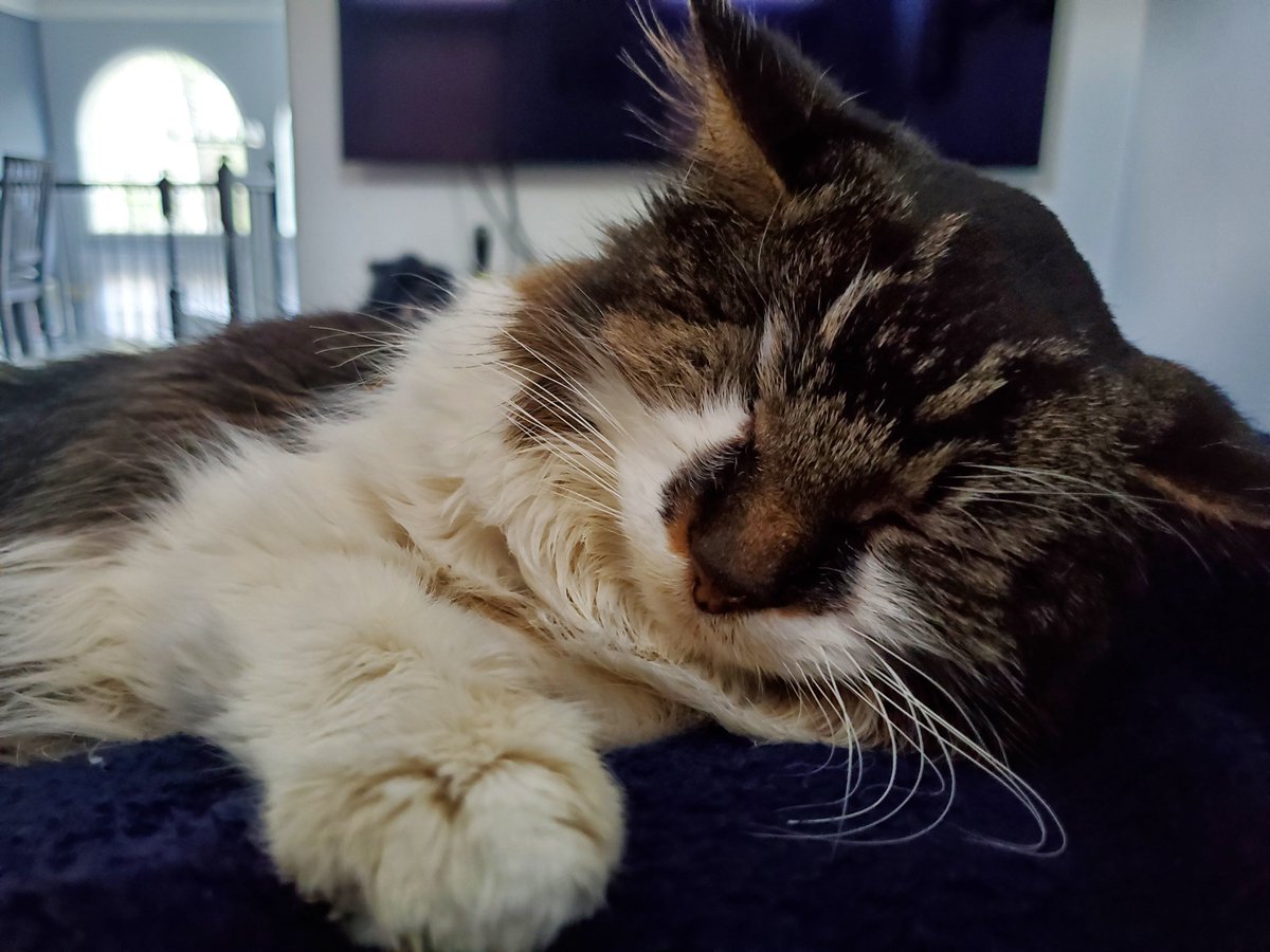 1eye2floofy's tweet photo. do not disturb https://t.co/HKa9Tf4KGM