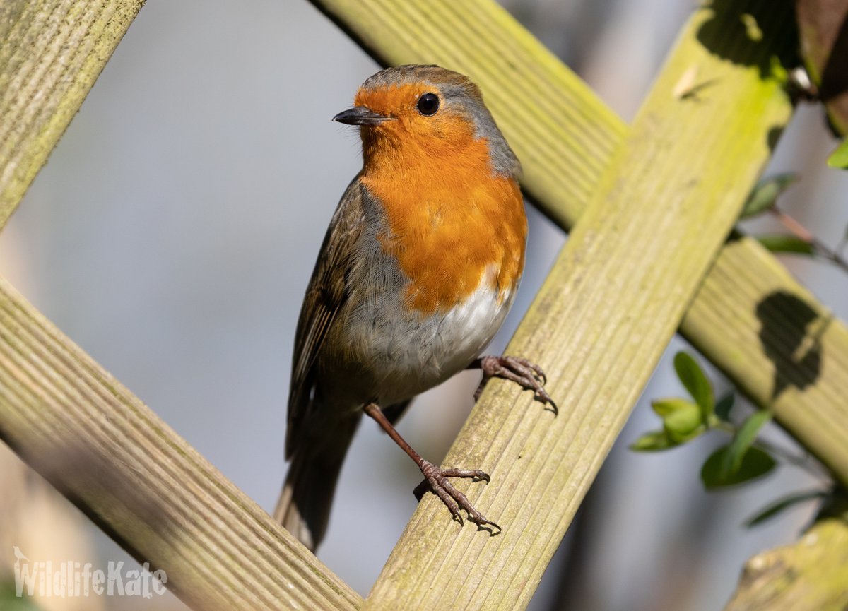 katemacrae's tweet photo. Last weekend, I actually got my 'proper' camera out to photograph the robins that are nesting in my garden. They are fab to photograph as they are such posers! https://t.co/osAaFDQDNz