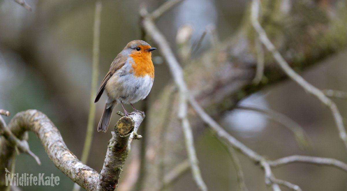 katemacrae's tweet photo. Last weekend, I actually got my 'proper' camera out to photograph the robins that are nesting in my garden. They are fab to photograph as they are such posers! https://t.co/osAaFDQDNz