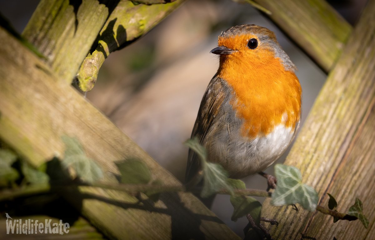 katemacrae's tweet photo. Last weekend, I actually got my 'proper' camera out to photograph the robins that are nesting in my garden. They are fab to photograph as they are such posers! https://t.co/osAaFDQDNz