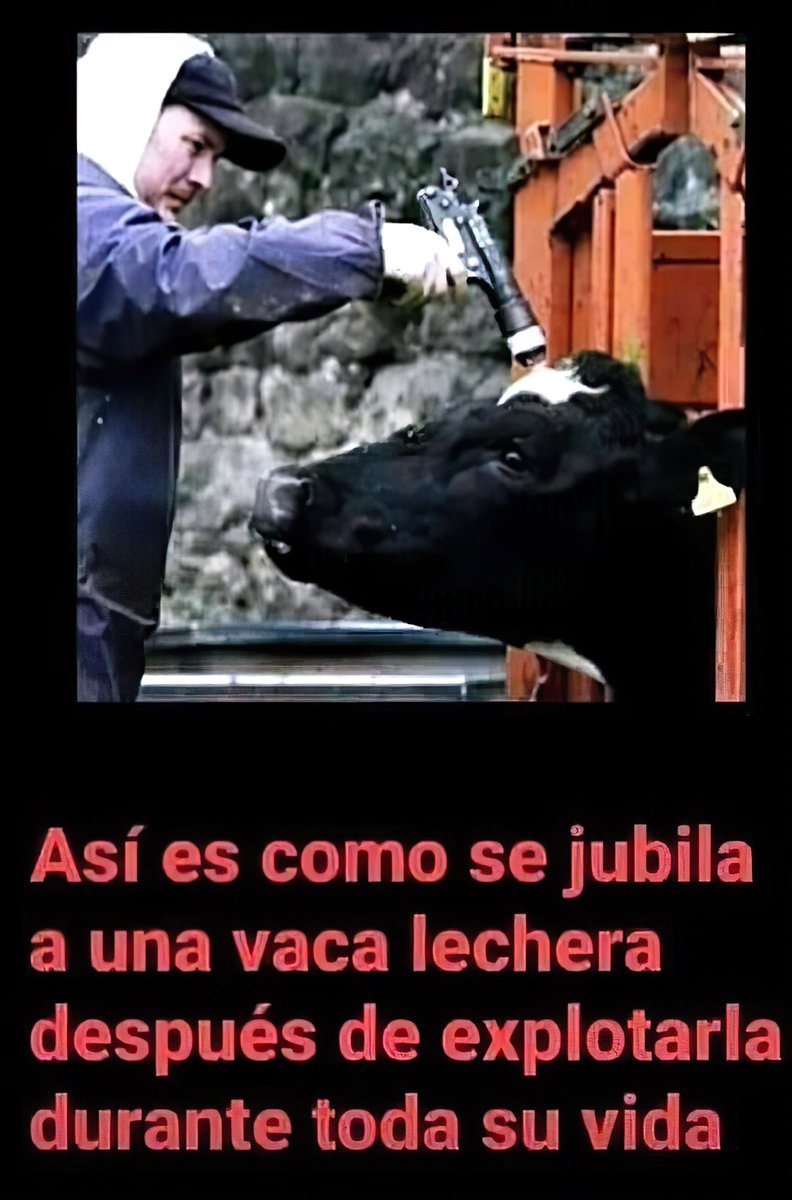 MarlonEm's tweet photo. La leche es producto del crimen, de esclavizar, explotar y violar vacas; y cuando ellas ya no sirven para eso son asesinadas, y el humano come sus cadáveres cancerígenos y putrefactos. La leche es de los bebés de las hembras; si no es tu madre, no es tu leche. #GoVegan #Especismo https://t.co/LnOJyrVAZP