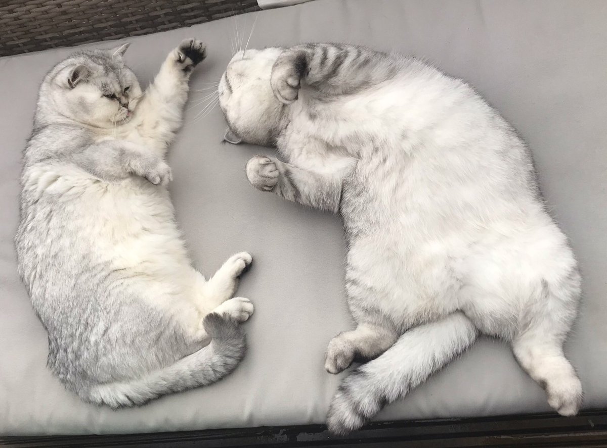 weenyaff's tweet photo. @ssselk Awww. Sad and happy. Thanks for replying! 🤣  My furry pals will never be besties but they get along ok now, especially if treats are involved. https://t.co/VdQ6mJDCWD