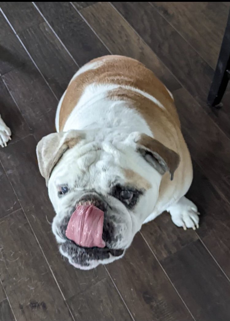 Dozer_The_Dog tweet media