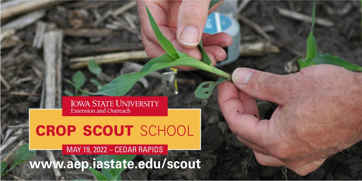 📣Hey crop scouts! ISU Extension will be offering a Crop Scout School on May 19 at Kirkwood in Cedar Rapids. Registration is NOW open, but seats are limited. Reserve your spot TODAY: aep.iastate.edu/scout/index.ht…. 🌽🪲🌱 @erinwhodgson @alisonrISU @marklicht @mjanders1 @VirgilSchmitt