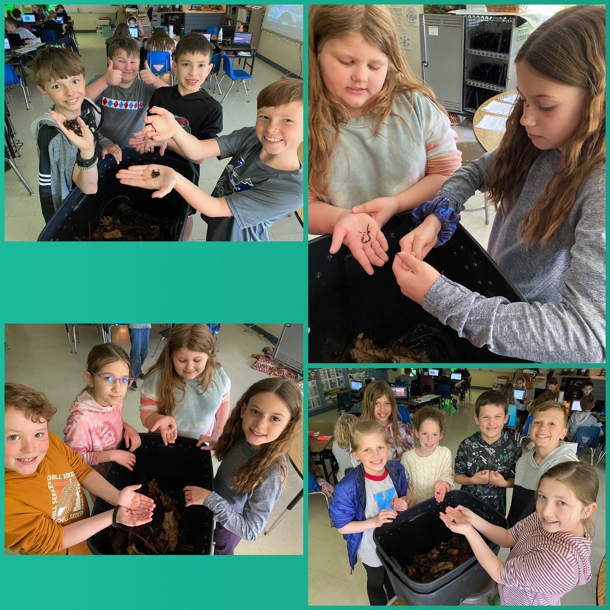 EldersKiddos's tweet photo. Q: What happens to worms who dig too much?
A: They get in-DIG-estion!🦗🦗🦗
More photos of our new classroom pets…all 500 of them! 🪱♥️🌎
#compostingiscool #naturesrecyclers #vermicomposting @BlountsClass8 @PrincipalBJA @Kings_Schools #myohioclassroom https://t.co/WpMO2Z8mUo