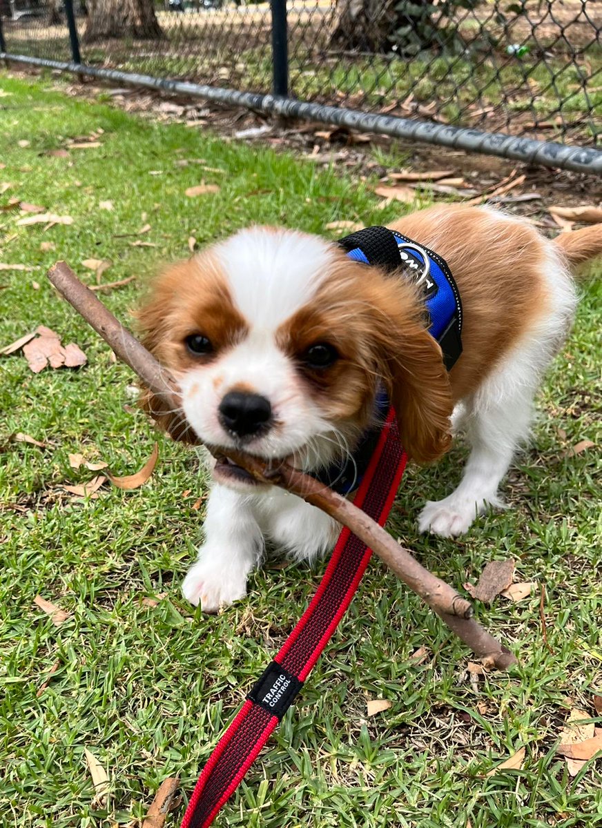 And when I am not sleeping, I am a big boy and carry my own stick