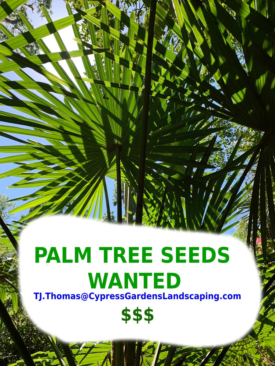 gardens_cypress's tweet photo. Fresh seeds wanted, cleaned or not. Only requirement is picture of the mother plant. #Palmtrees #seed #seeds #palmtreeseeds #treeseeds #palms https://t.co/Ek97JnosuZ