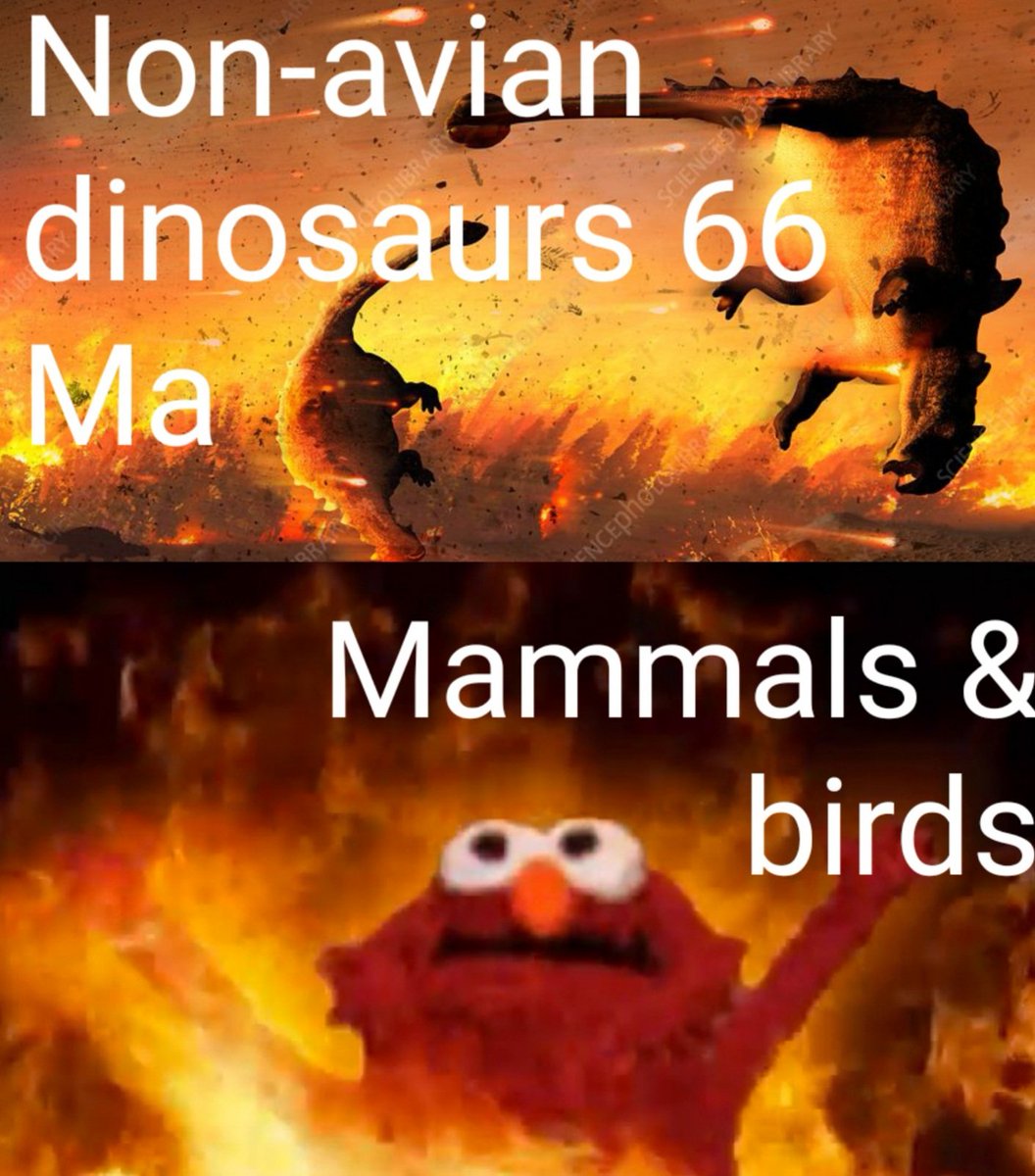 raptor_chatter's tweet image. From @Paleowin s class discussion