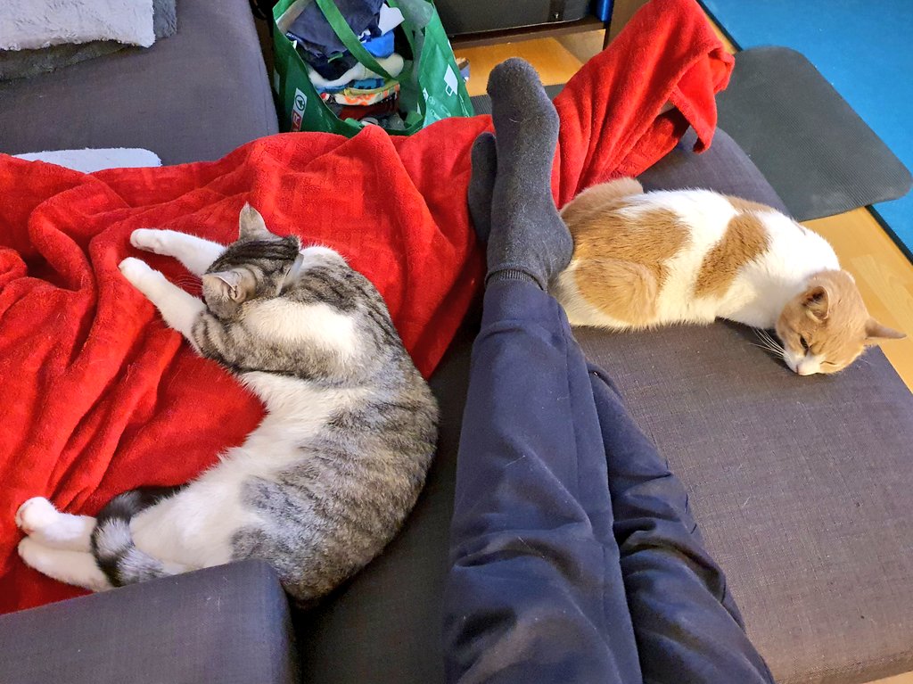 maglorfin's tweet photo. Late #friday evening vibes. 😼😴
#CatsOfTwitter #Jackythecat #Graythecat #catbrothers https://t.co/Vdfu4ROinG