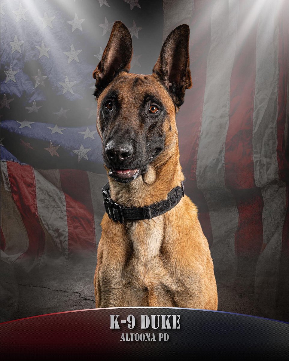APDK9DUKE's tweet photo. Dad got some professional photos taken of me at trials this year. They turned out pretty great. I must say that I am very photogenic!!!!!

#malinois #k9 #policek9 #workingdog #k9magazine #photogenic #photography #dogphoto #glamourshots #memories https://t.co/VxYJnkYGqj