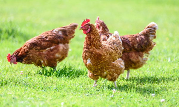 CDCgov's tweet photo. H5N1 bird flu continues to be detected in wild birds and domestic poultry in the U.S. CDC is working with local, state, and national partners to monitor people with exposures and is prepared to respond should these viruses spread to humans: https://t.co/1XpBDZZdpF. https://t.co/0V6GoDzFsx